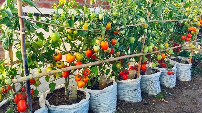 Grow Bags Tomato