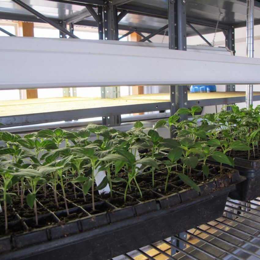 Seedling to transplanting stage