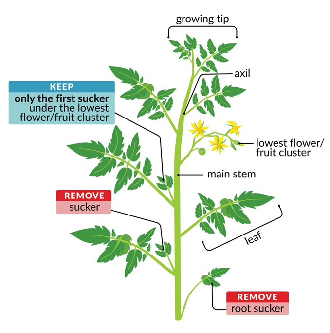 tomato Pruning