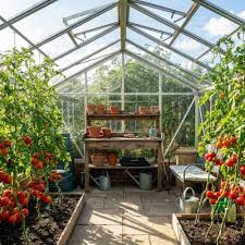 Tomato Flowering and Fruiting