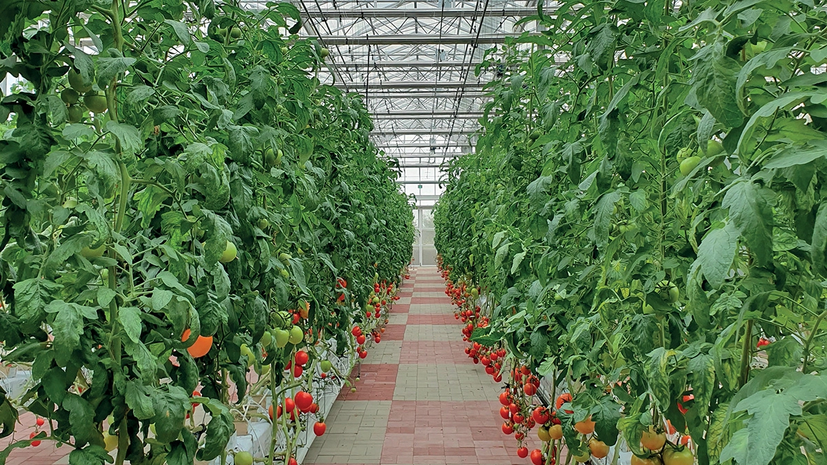 polyhouse tomato