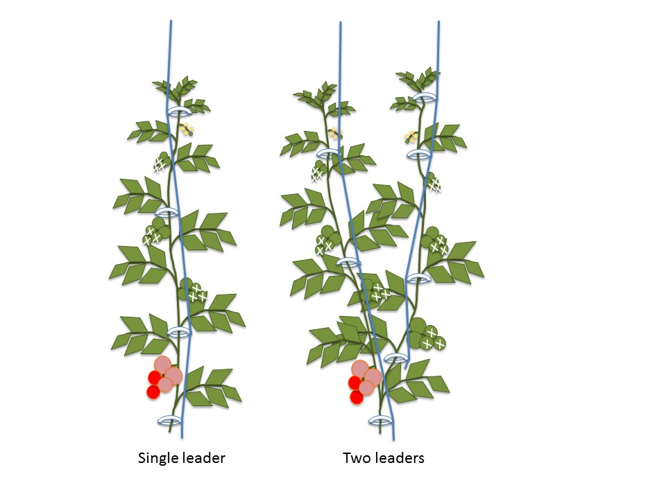 tomato Pruning