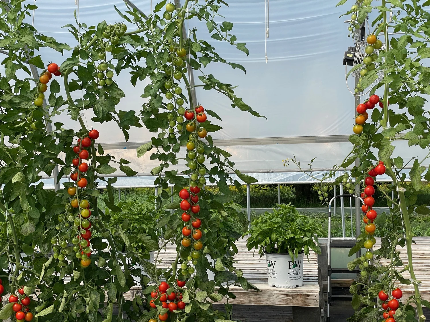 tomato Pruning