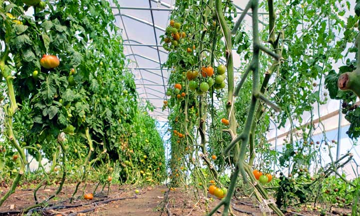 plant spacing