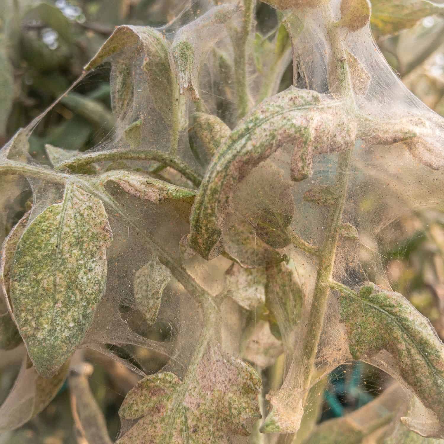spidermites attack