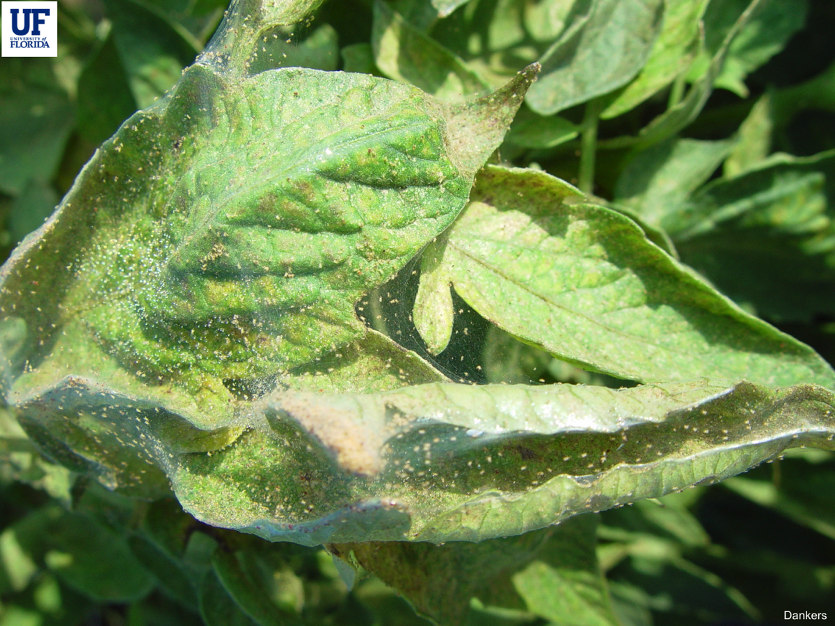 spidermites attack