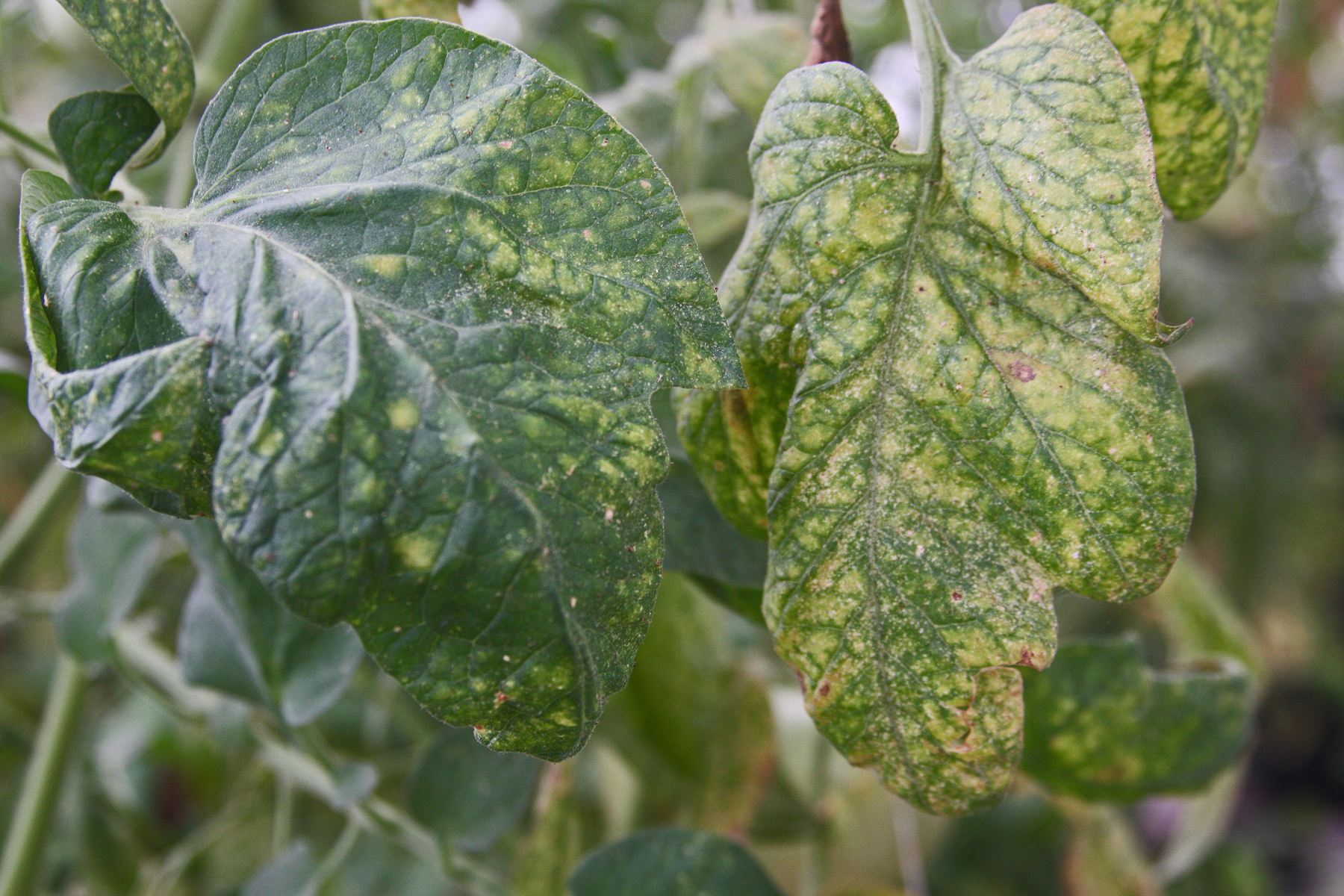 spidermites attack
