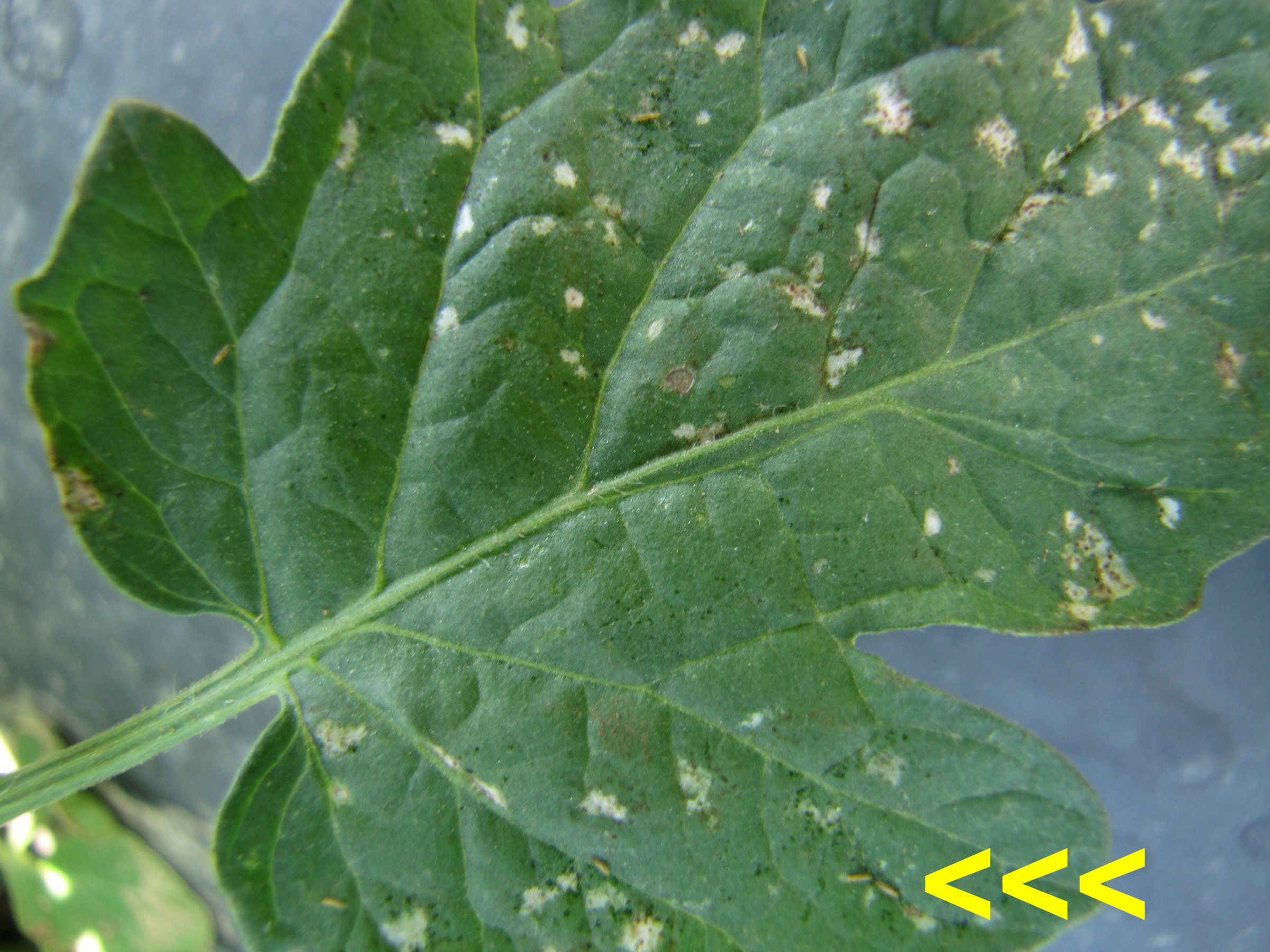 thrips attack