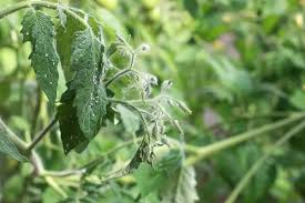Whiteflies attack