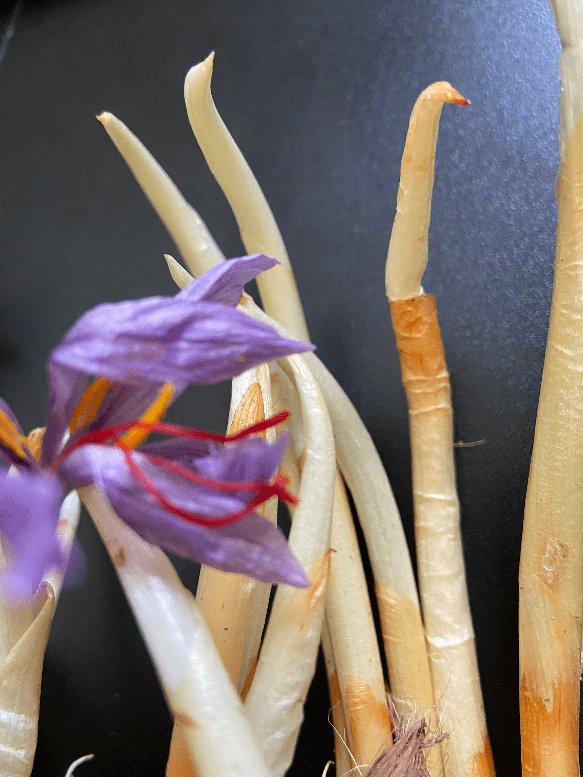 saffron Aeroponic root formation