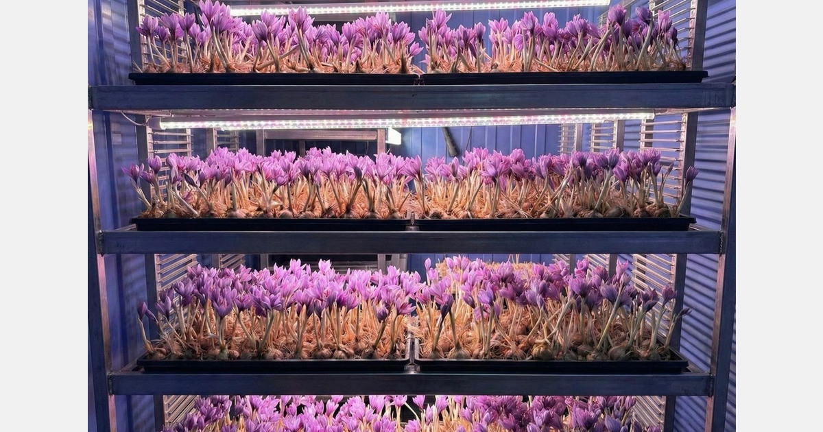 Indoor Saffron (Crocus sativus) Cultivation: A Research-grade Guide to Controlled-Environment Production