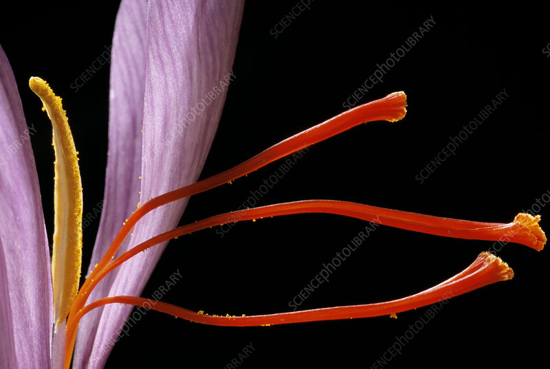 saffron Anatomy