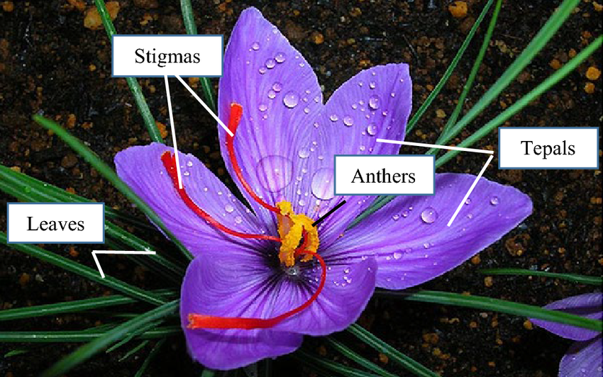 saffron Anatomy