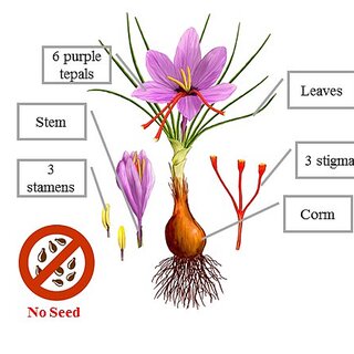 saffron Anatomy