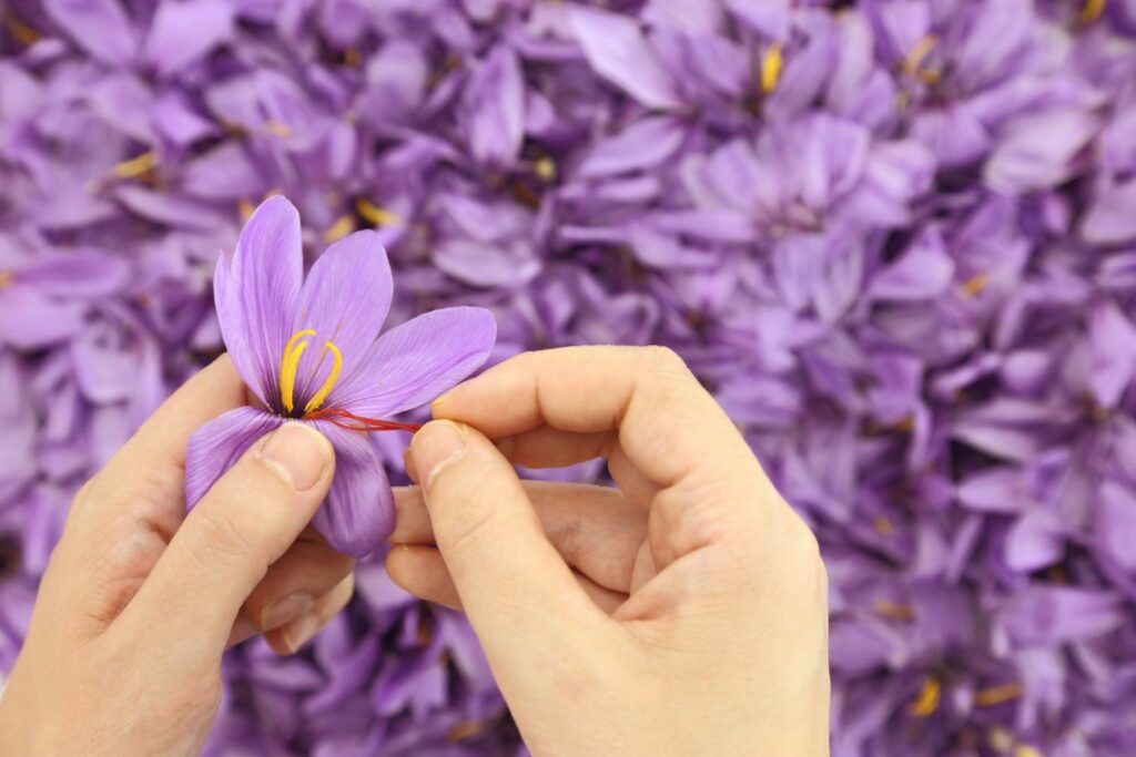 Saffron Harvesting