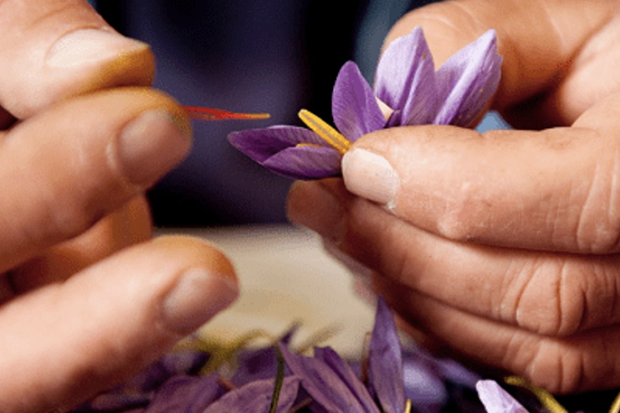 Saffron Harvesting