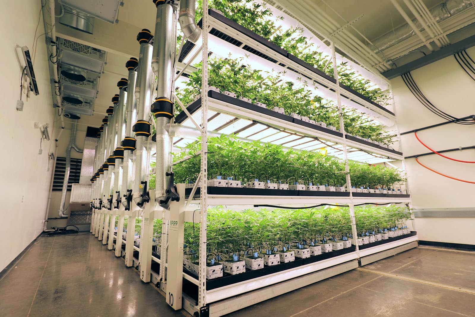 saffron vertical farming