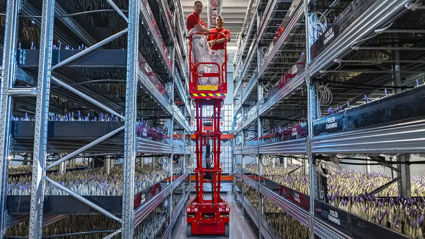 saffron vertical farming