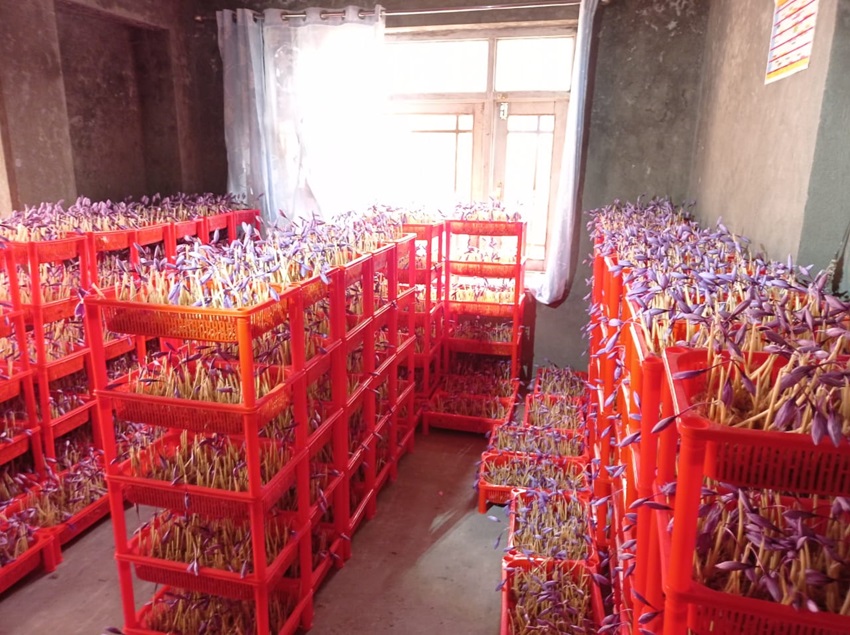 saffron vertical farming