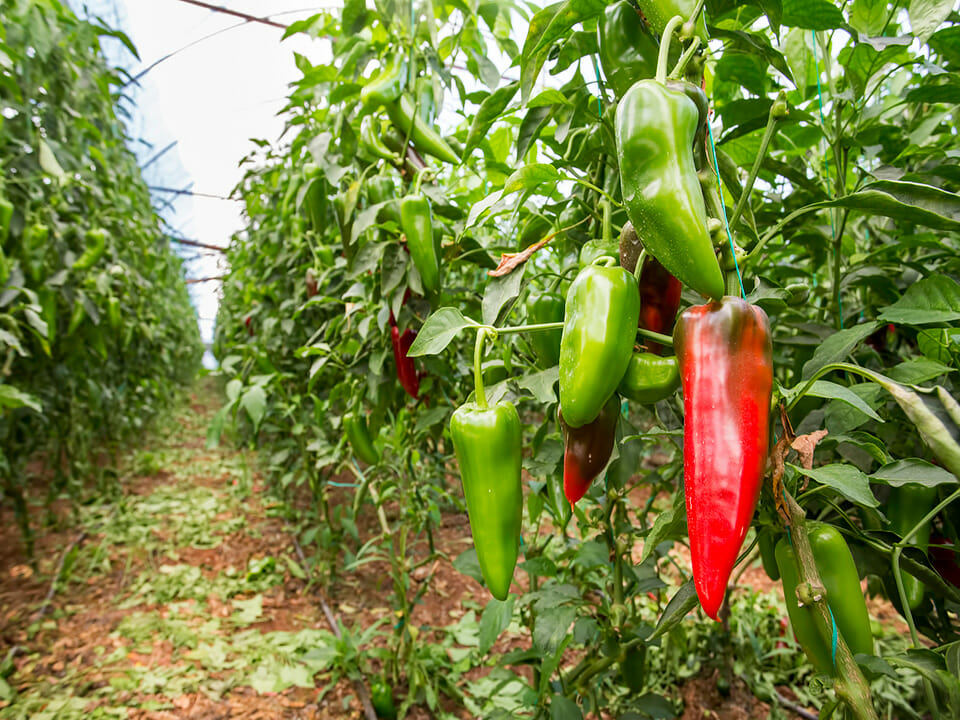 Jalapeño cultivation in grow bag system: protected farming practices, fertigation, and economic viability