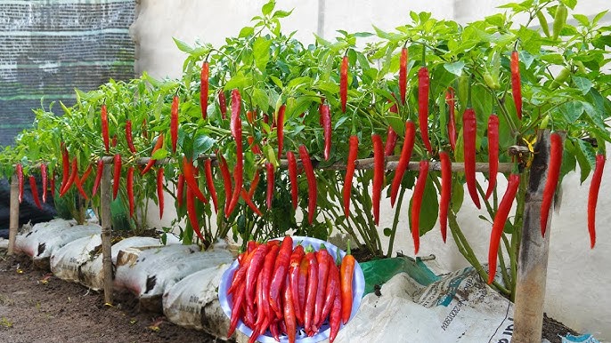 Jalapeño plants grown in grow bags