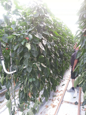 Pruning and training of jalapeño plants