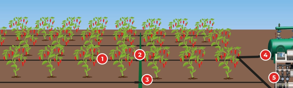 Drip fertigation system for jalapeño