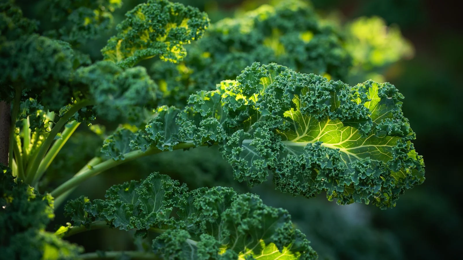 Kale plant growth habit