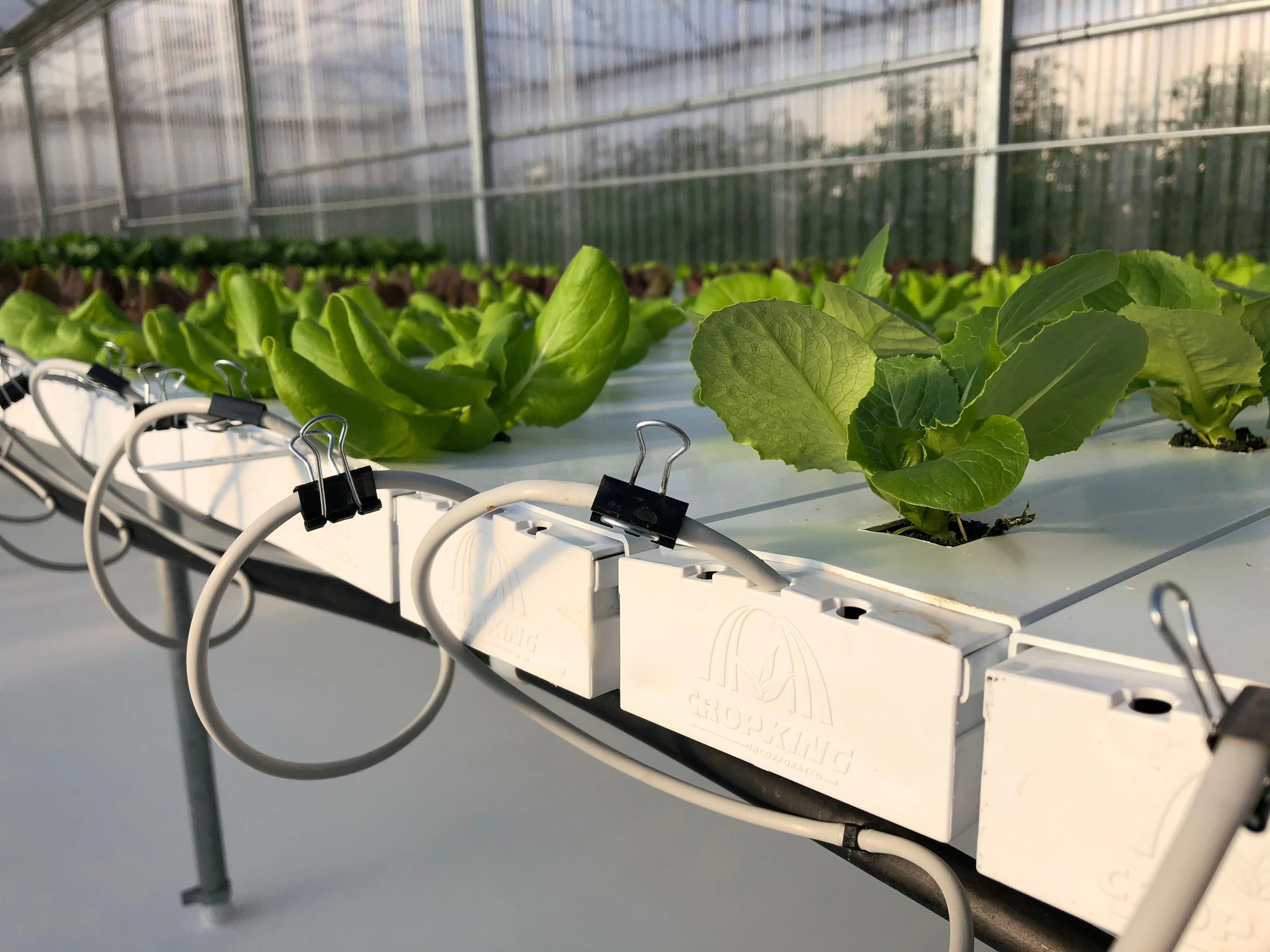 NFT hydroponic kale channels