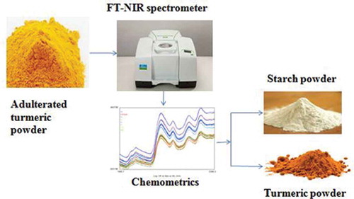 Curcumin as the primary bioactive compound in turmeric