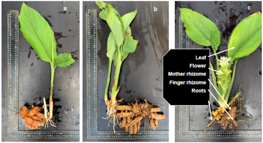 Lakadong Turmeric under Protected Cultivation – Part 1: Global Importance of Turmeric