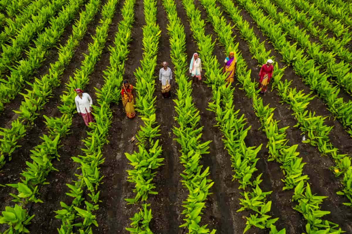 Turmeric (Curcuma longa) – global medicinal and agricultural significance