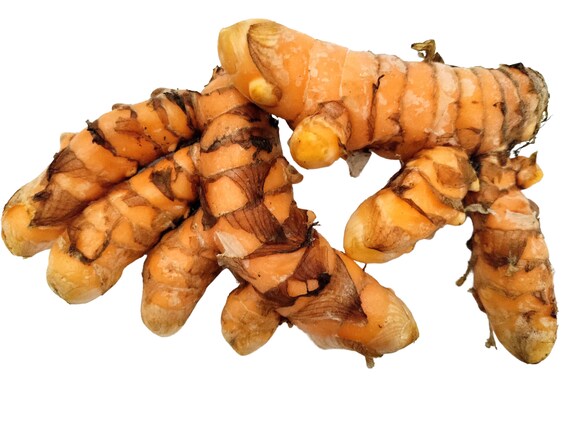 Lakadong Turmeric under Protected Cultivation – Part 10: Yield Parameters, Curcumin Output, and Post-Harvest Processing