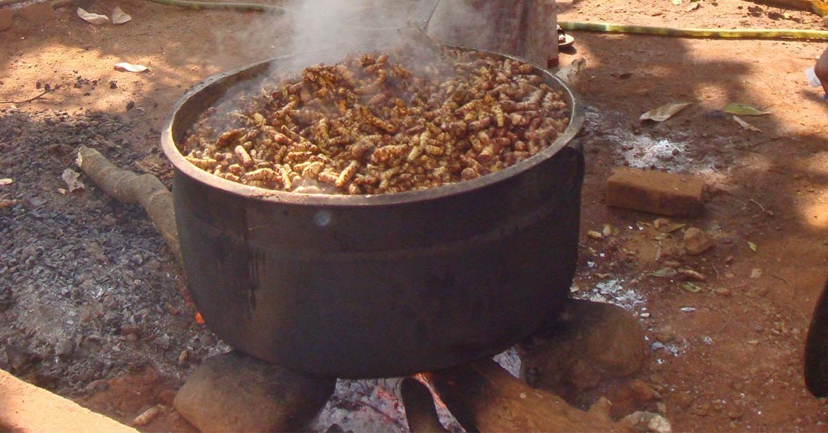 Boiling (curing) of turmeric rhizomes prior to drying