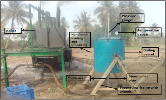 Boiling (curing) of turmeric rhizomes prior to drying