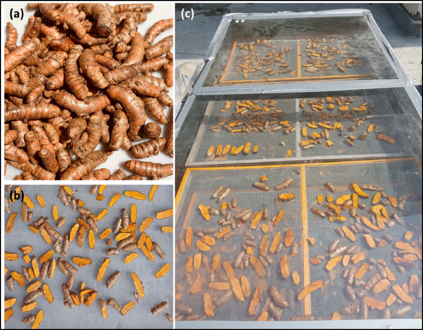 Drying of turmeric rhizomes using controlled and traditional methods