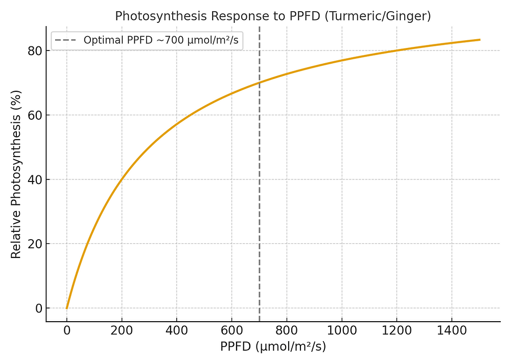 Conceptual comparison of economics between polyhouse and open-field turmeric cultivation