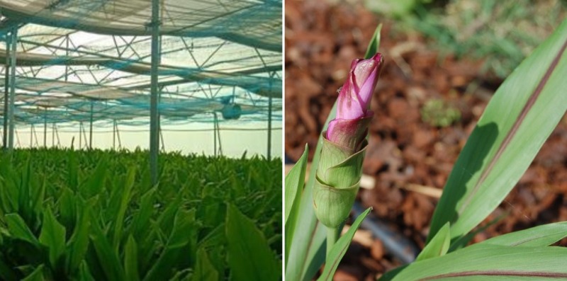 Lakadong Turmeric under Protected Cultivation – Part 12: Economics, Cost Structures, and Scalability