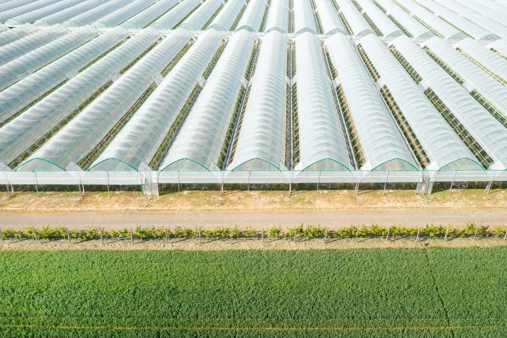 Modular expansion model for scaling polyhouse-based turmeric cultivation