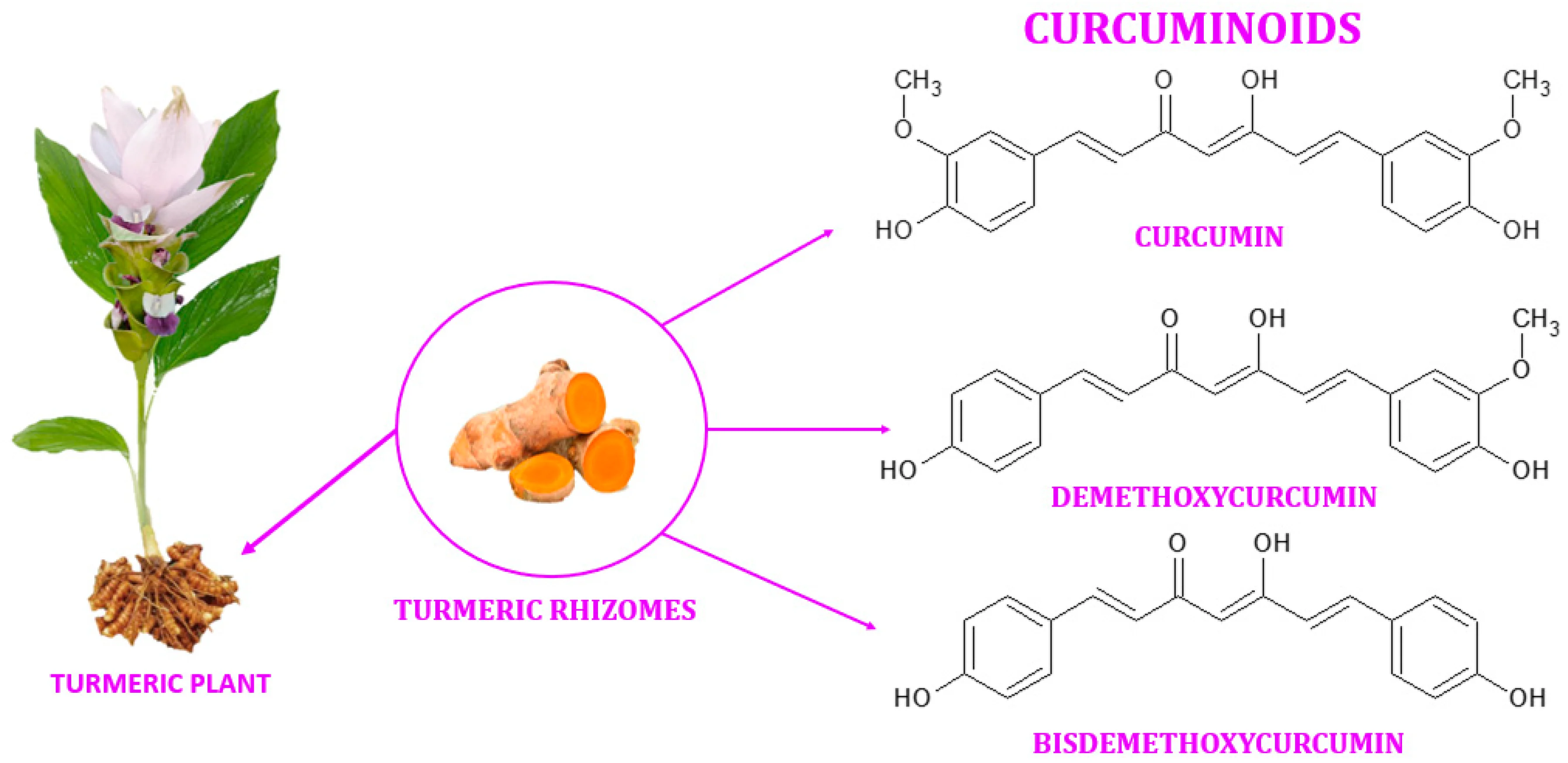 Comparative curcumin concentration highlighting Lakadong turmeric superiority