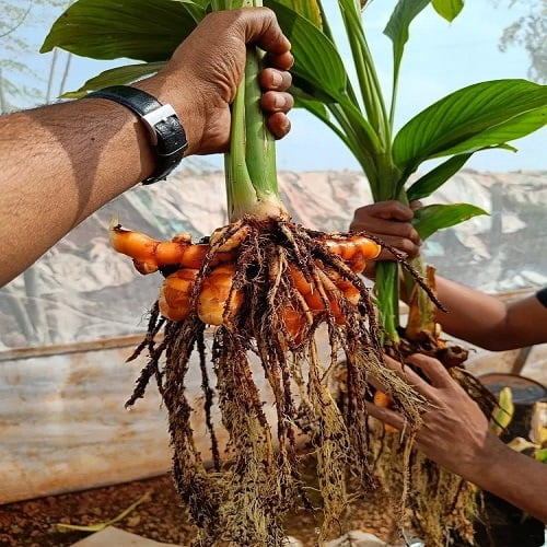 Lakadong Turmeric under Protected Cultivation – Part 2: A Unique High-Curcumin Germplasm