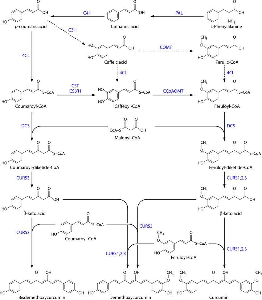 Simplified curcumin biosynthesis pathway in turmeric rhizomes