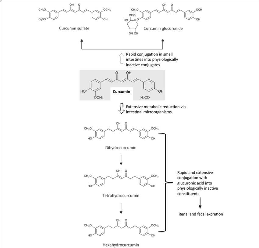 Simplified curcumin biosynthesis pathway in turmeric rhizomes