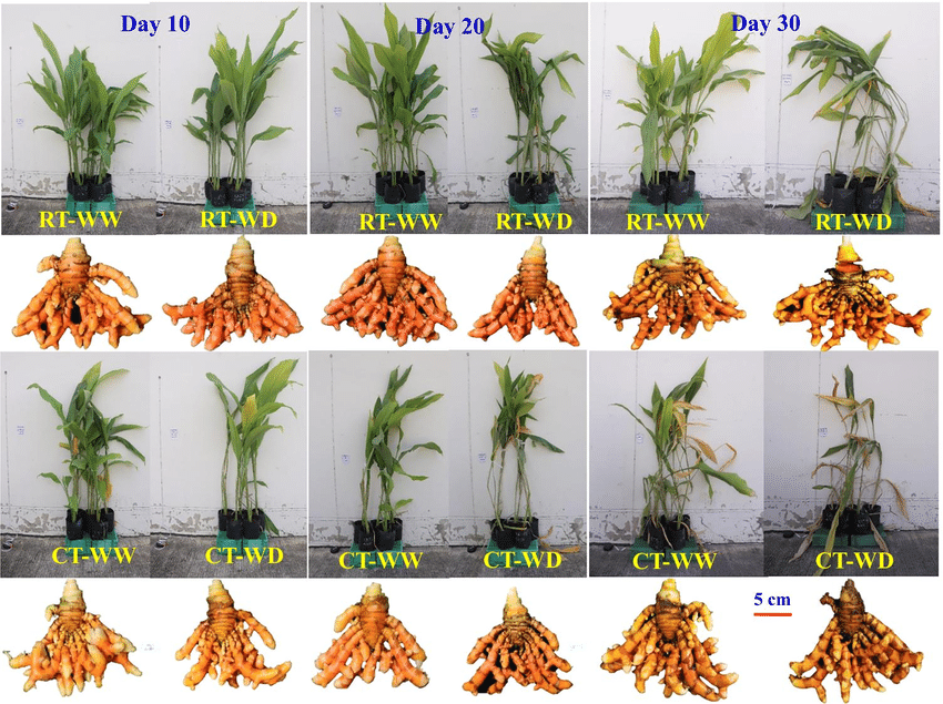 Lakadong Turmeric under Protected Cultivation – Part 3: Botany, Growth Physiology, and Curcumin Biosynthesis