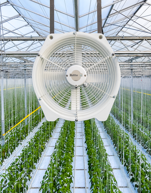 Polyhouse microclimate regulation and ventilation for turmeric cultivation