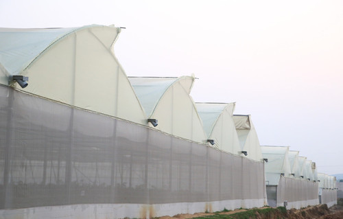 Lakadong Turmeric under Protected Cultivation – Part 5: Polyhouse Design and Structural Requirements