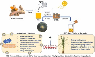 Pre-planting treatment of turmeric rhizomes to reduce disease incidence