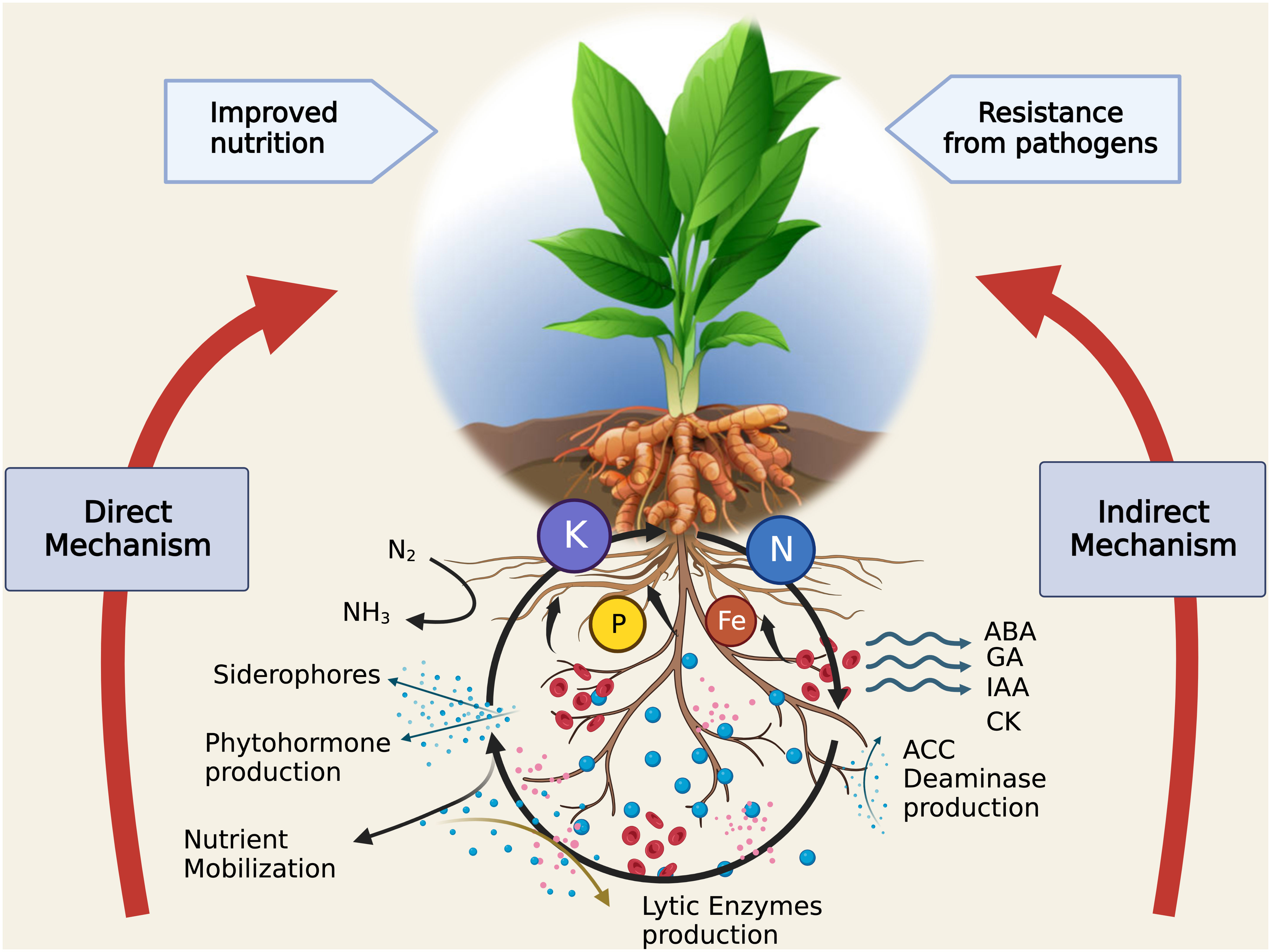 Pre-planting treatment of turmeric rhizomes to reduce disease incidence