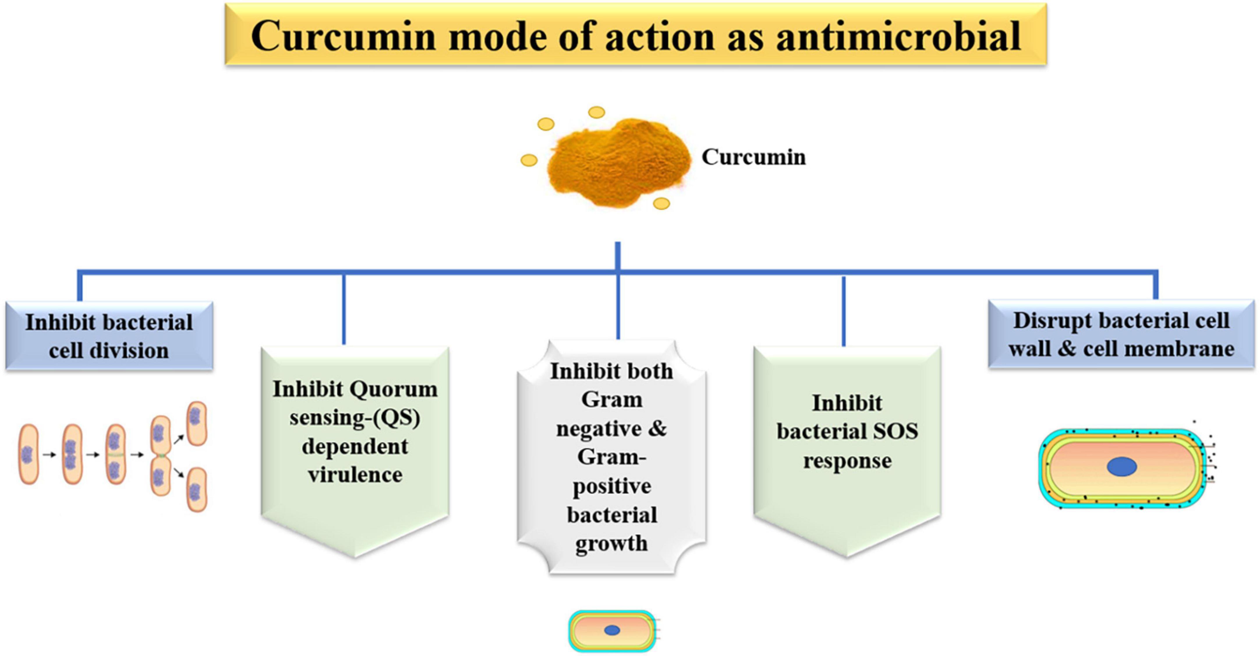 Comparative performance of Lakadong turmeric versus common commercial turmeric varieties
