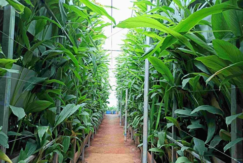 Lakadong Turmeric under Protected Cultivation – Part 8: Irrigation, Moisture Control, and Water Productivity